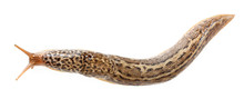 Limax Maximus - Leopard Slug