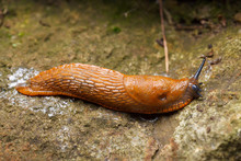 Spanish Slug - Arion Vulgaris