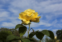 Beautiful Single Yellow Rose.