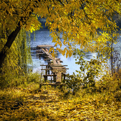 Wall Mural - Tree with yellowing leaves in the forest