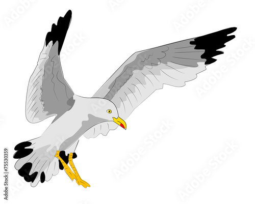landende möwe - kaufen Sie diese Illustration und finden ...