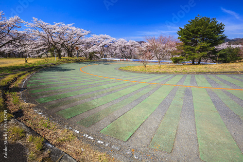 Cuadros en Lienzo Turn road and Cherry tree, Mt. Myogi