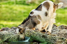 Goat Kid Looking In It’s Reflection In The Stream