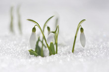Spring Snowdrop Flowers With Snow In The Forest