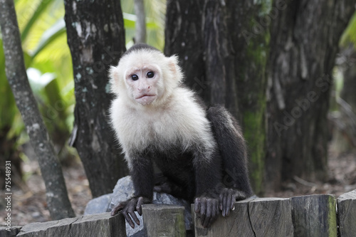 Fotografía White-headed Capuchin Monkey