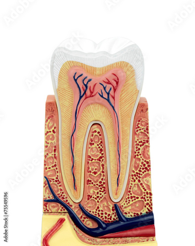 Fotografija Cross section of a anatomical tooth model