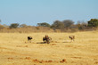 Spotted hyaenas and wild dogs fight