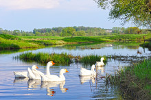 Rural Summer Landscape. Domestic White Geese Swimming In River