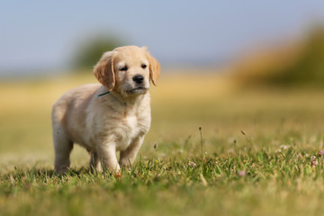 Canvas Print - Seven week old golden retriever puppy