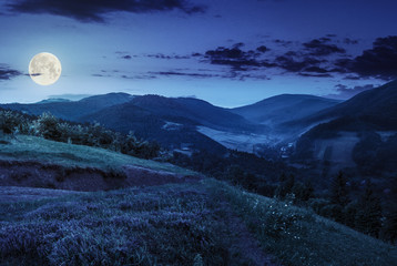 flowers on hillside meadow in mountain at night