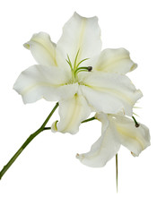 Beautiful Lily Isolated On White