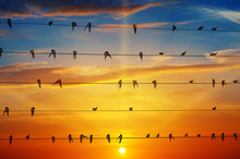 Birds On A Background Of Sunrise