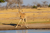 Fototapeta Sawanna - Giraffe drinking