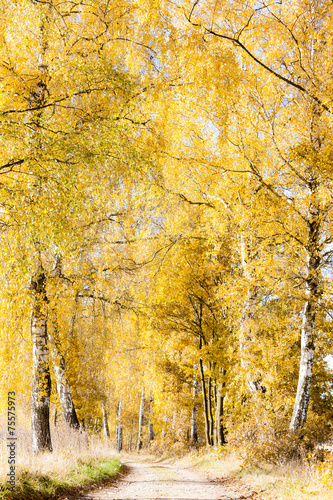 Fototapeta na wymiar autumnal birch alley