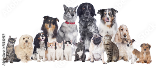 Fototapeta na wymiar Hunde und Katzen Gruppe