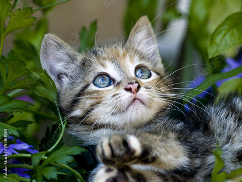 Obraz w ramie Gatito en jardin.