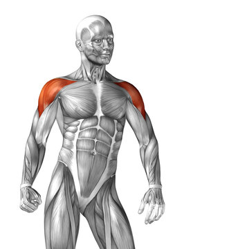 Conceptual 3D anatomy muscle isolated