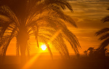 Red Majorca Sunset With Palm Tree