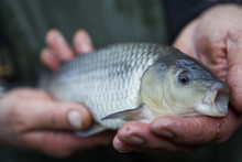 A Man Holding A Young Carp Fish, His Fishing Catch, In His Hands. 