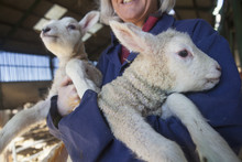 Woman Holding Two Lambs In Her Arms. New Spring Lambs In The Lambing Shed.