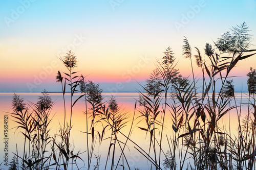 Plakat na zamówienie amanece entre de las plantas del lago