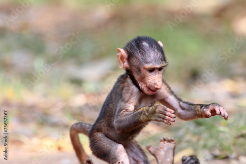 Fotografie, Obraz Olive Baboon (Papio anubis) in Mole National park, Ghana