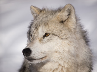 alpha male arctic wolf watching in snow