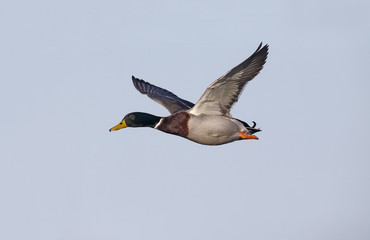 Mallard, Anas platyrhynchos