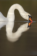 Poster - Mute swan,Cygnus olor