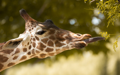 Giraffe Eating Leaves