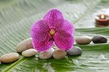 Fototapeta Dziecięca - pink orchid and stones, candle on wet banana leaf