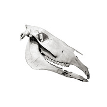 Horse Skull Profile Isolated On White