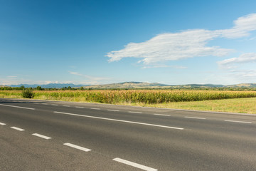 Country Road Landscape In Summer