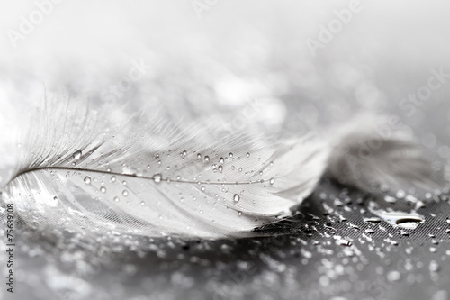 Fototapeta na wymiar White feather with water drops