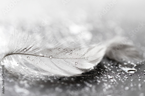 Fototapeta dla dzieci White feather with water drops