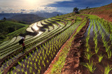 Fototapeta Zachód słońca - Rice fields on terraced at Chiang Mai, Thailand