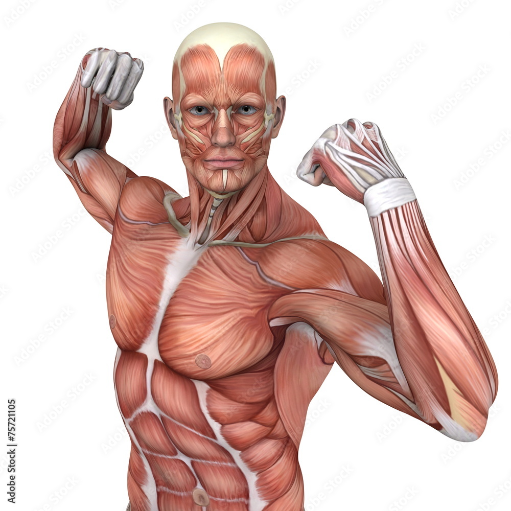 人体模型Stock Illustration | Adobe Stock, image size:1000x1000