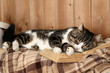 © Africa Studio - Cute cat lying with book on plaid