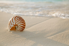 Nautilus Shell On White Beach Sand, Against Sea Waves