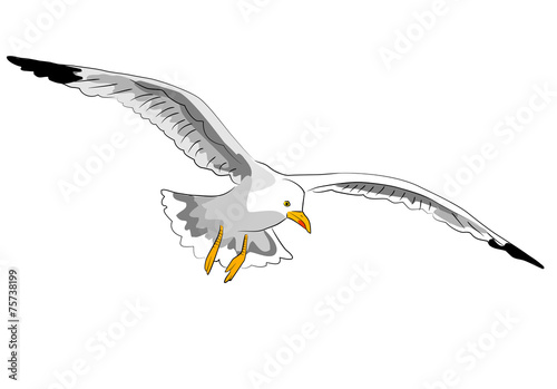 segelnde möwe – Stock-Illustration | Adobe Stock