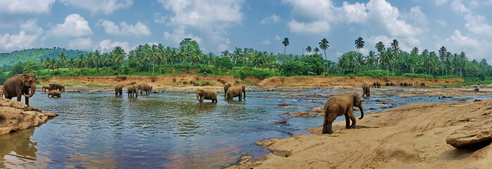 View on big indian  elephants in river exotic asia park in Sri L