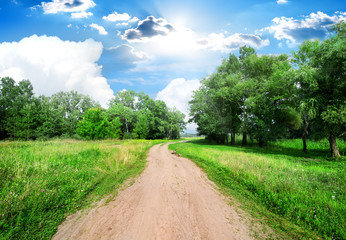 Wall Mural - Road and trees