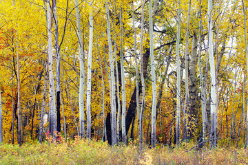  autumn forest