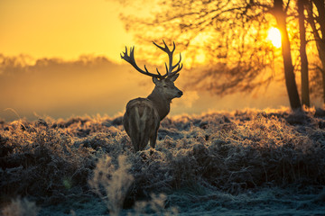 Wall Mural - red deer