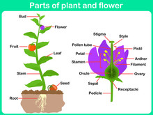 Leaning Parts Of Plant And Flower For Kids -  Worksheet