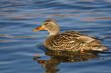 Wall Mural - Female Mallard Duck Swimming in a River