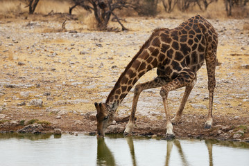 Poster - Giraffe drinking