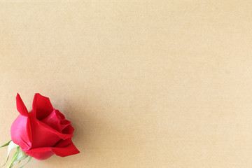 red rose flower on blank paper page for creative your message te