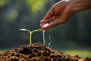 Poster - Farmer's hand watering a young plant
