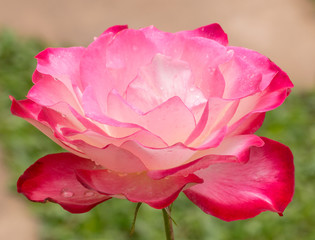 beautiful pink rose in a garden